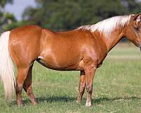 beginner-quarter-pony