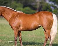 flashy-quarter-pony