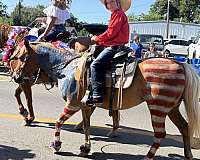 kid-safe-quarter-pony