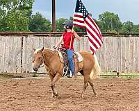 parade-quarter-pony