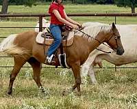 show-quarter-pony