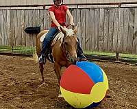showmanship-quarter-pony