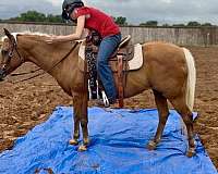 trail-quarter-pony