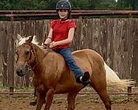 youth-quarter-pony