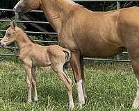 star-snip-three-socks-horse