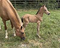 buckskin-star-snip-three-socks-horse