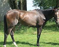 all-around-thoroughbred-horse