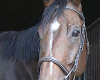dressage-thoroughbred-horse