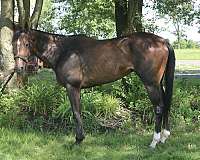 english-pleasure-thoroughbred-horse