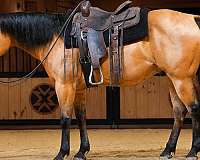 athletic-quarter-horse