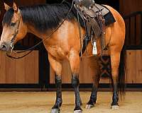 calf-roping-quarter-horse