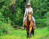 husband-safe-quarter-horse