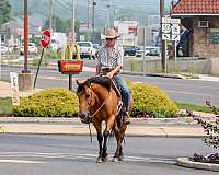 performance-quarter-horse