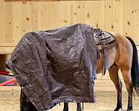 ranch-quarter-horse