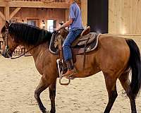 ranch-versatility-quarter-horse