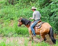 ranch-work-quarter-horse