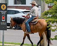 roping-quarter-horse