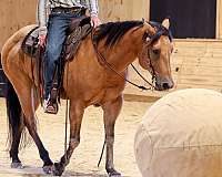 trail-quarter-horse