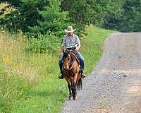 trail-riding-quarter-horse