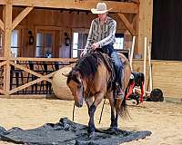 western-riding-quarter-horse