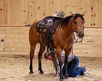 working-cattle-quarter-horse