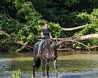 all-around-percheron-horse
