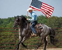 flashy-percheron-horse