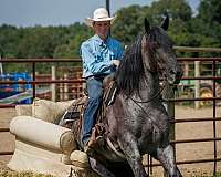 performance-percheron-horse