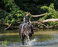 ridden-english-percheron-horse