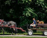 blue-roan-percheron-gelding