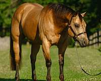 athletic-quarter-horse