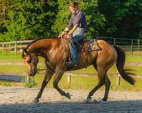 flashy-quarter-horse