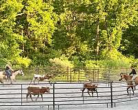 jumping-quarter-horse