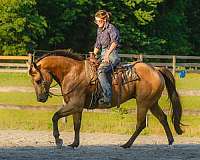 performance-quarter-horse