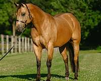 ranch-quarter-horse