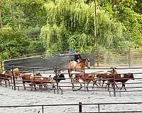 ranch-work-quarter-horse