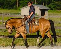 ridden-english-quarter-horse