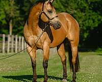 ridden-western-quarter-horse
