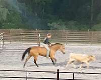 show-quarter-horse