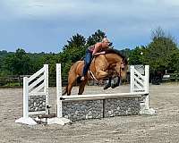 trail-quarter-horse