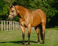 trail-riding-quarter-horse