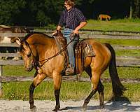 working-cattle-quarter-horse