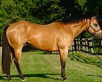 youth-quarter-horse