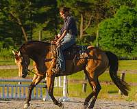 buckskin-quarter-horse-gelding