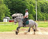 all-around-gypsy-vanner-horse