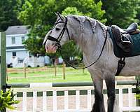 athletic-gypsy-vanner-horse