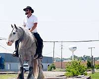 cowboy-mounted-shooting-gypsy-vanner-horse