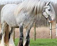 dressage-gypsy-vanner-horse
