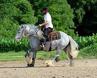 driving-gypsy-vanner-horse