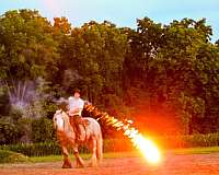 jumping-gypsy-vanner-horse